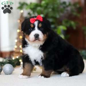 Princess Star, Bernese Mountain Dog Puppy